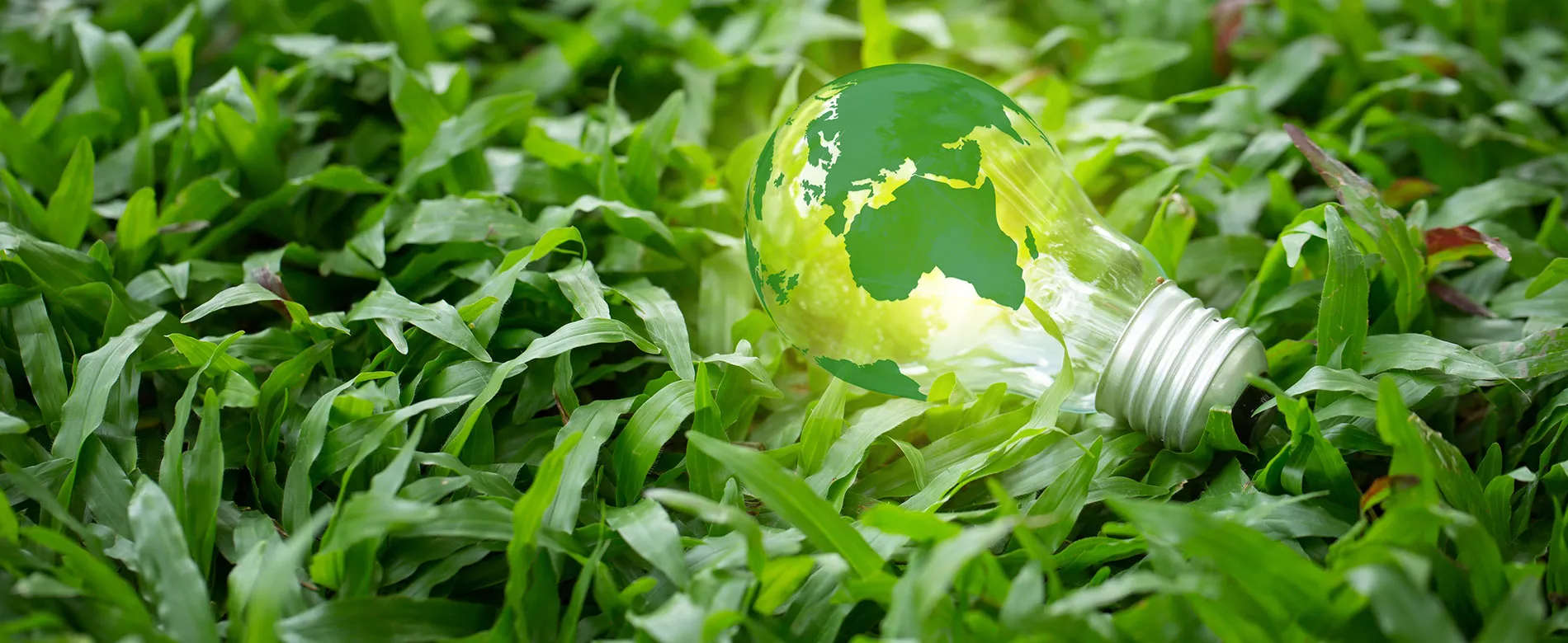 Green world map on a light bulb on grass