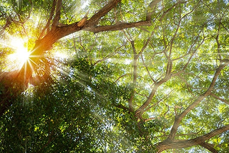 Sunlight shining through green leaves on trees